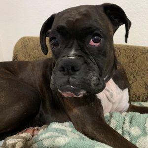 Meet your Posher, Leslie